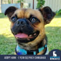 Photo of Hank 1 Year Old Pug X Chihuahua (Trial)