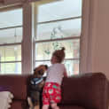 Photo of Hank 1 Year Old Pug X Chihuahua (Trial)