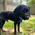 Photo of Zip   8 Month Old Spoodle (Trial)