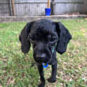 Photo of Zip   8 Month Old Spoodle (Trial)