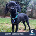 Photo of Zip   8 Month Old Spoodle (Trial)