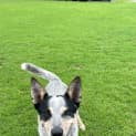 Photo of Bluey