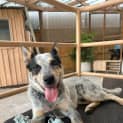 Photo of Bluey
