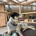 Photo of Bluey