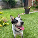 Photo of Bluey