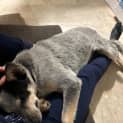 Photo of Bluey