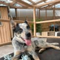 Photo of Bluey