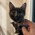 Photo of Zelda