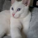 Photo of Snowy