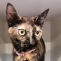 Photo of Pippy