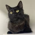 Photo of Spruce