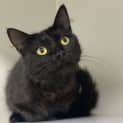 Photo of Spruce