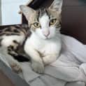Photo of Rosie