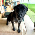 Photo of Ziva