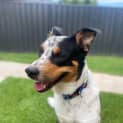 Photo of Zeus   2 Year Old Border Collie X (Trial)