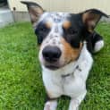 Photo of Zeus   2 Year Old Border Collie X (Trial)