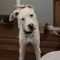 Photo of Enzo