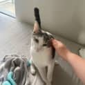 Photo of Rudy **2nd Chance Cat Rescue**