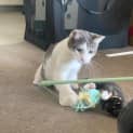 Photo of Rudy **2nd Chance Cat Rescue**