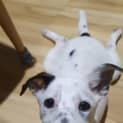 Photo of Lola
