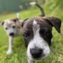 Photo of Romey   3 Month Old Staffy X