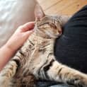 Photo of Cookie