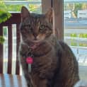 Photo of Cookie