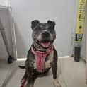 Photo of Willow