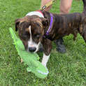 Photo of Clifford