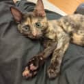 Photo of Olive