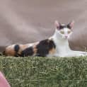 Photo of Precious **2nd Chance Cat Rescue**