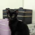 Photo of Chilli