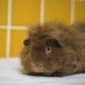 Photo of Snuggles