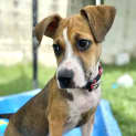 Photo of Poppet