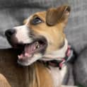 Photo of Poppet