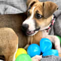 Photo of Poppet