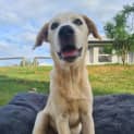 Photo of Milo