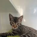 Photo of Chai