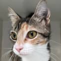 Photo of Sapphire