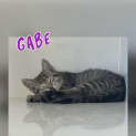 Photo of Gabe 