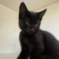 Photo of Muffin