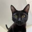 Photo of Ebony