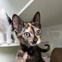 Photo of Lulu
