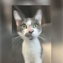 Photo of Kitty