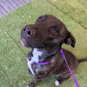 Photo of Bella
