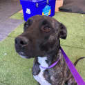 Photo of Bella