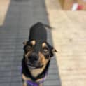 Photo of Rex