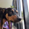 Photo of Rex