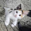 Photo of Honey