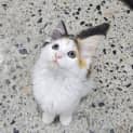 Photo of Honey
